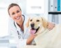 10 Questions Your Veterinarian Wishes You Would Ask About Your Dog