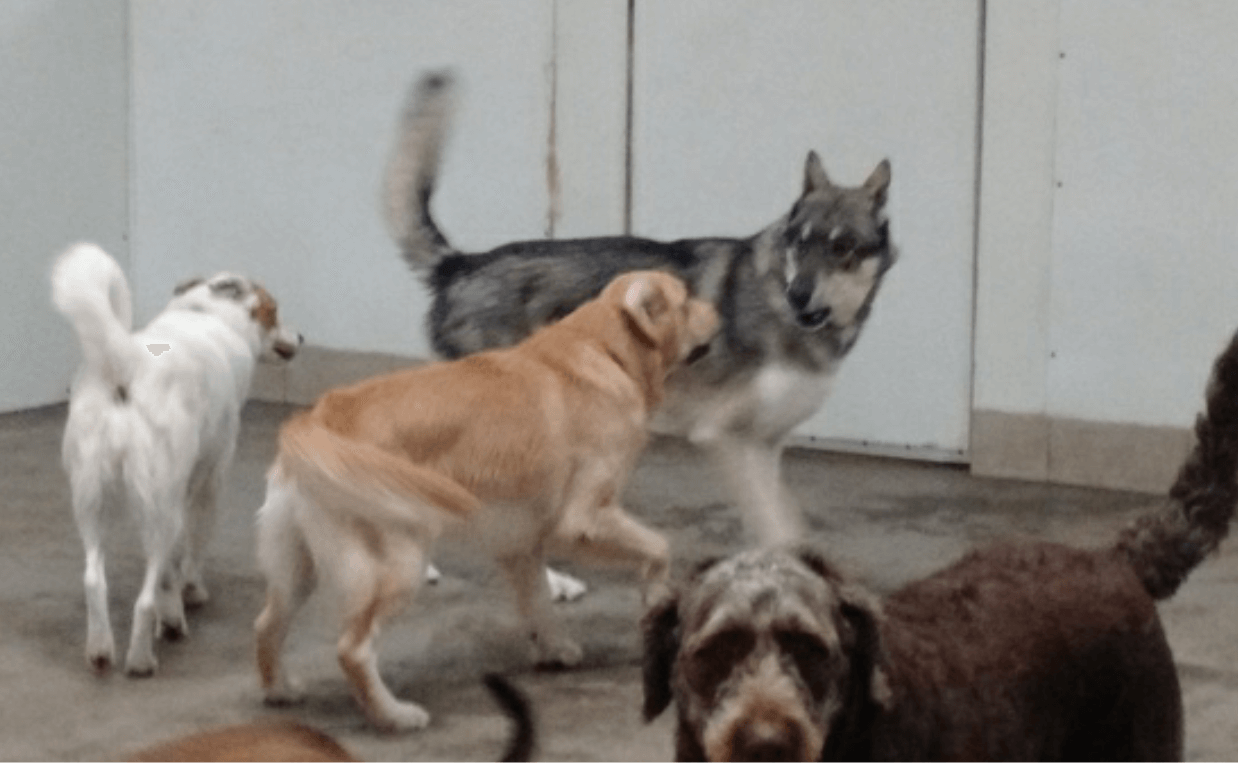 CANINE CAMPUS DOGS IN PACK PLAYING