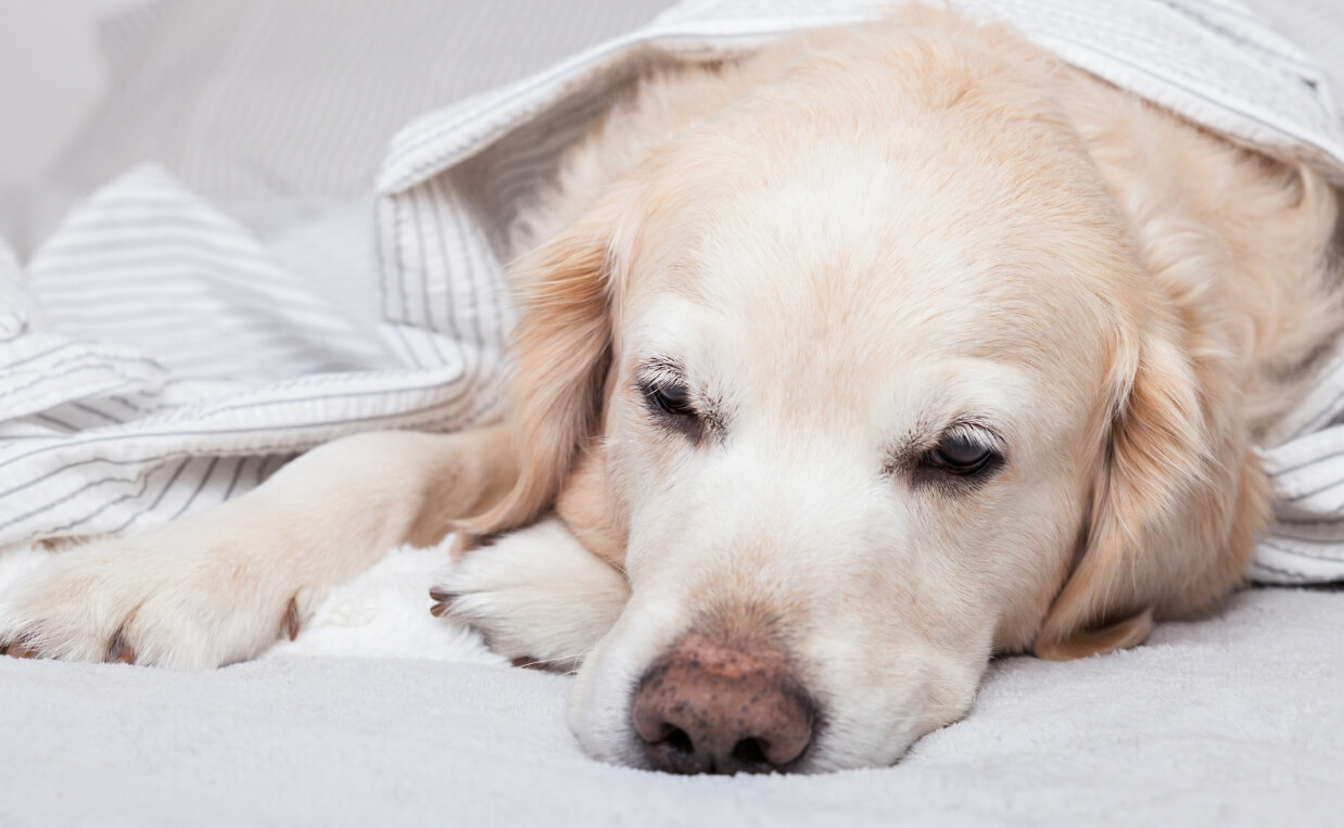 KIDNEY DISEASE in dogs