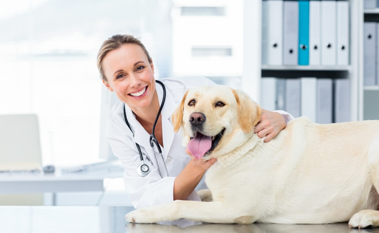 10 Questions Your Veterinarian Wishes You Would Ask About Your Dog