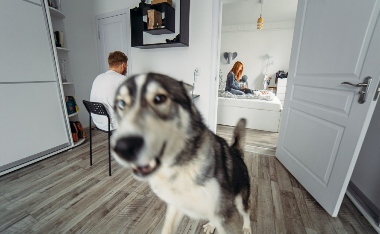 dad works from home with Husky dog in foreground and mom and baby in background