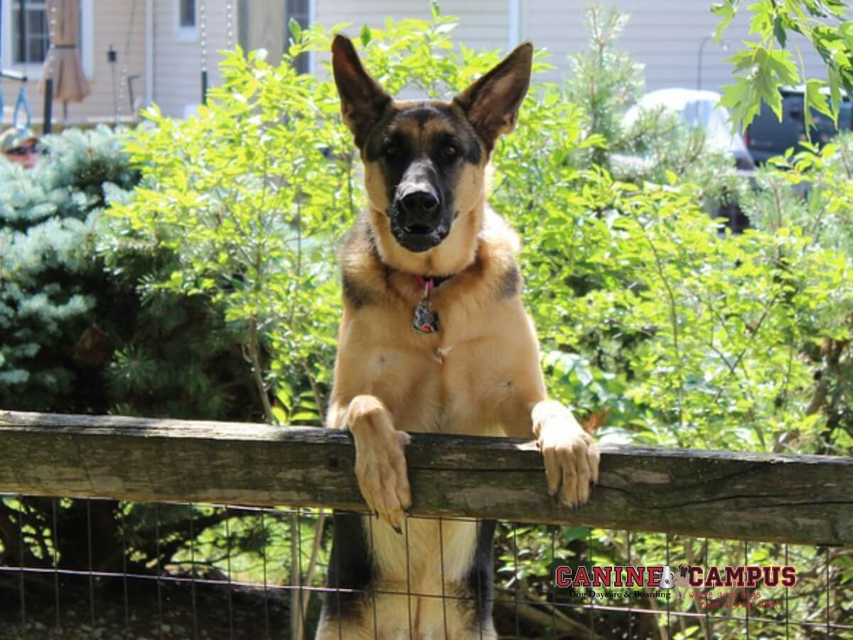 german shepherd leaning over wire fence with green foilage in background