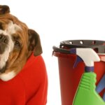 Dog Friendly Cleaning Solutions