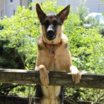 10 Tips to Help Your Dog Be a Good Neighbor