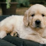 9 Ways to Celebrate National Puppy Day