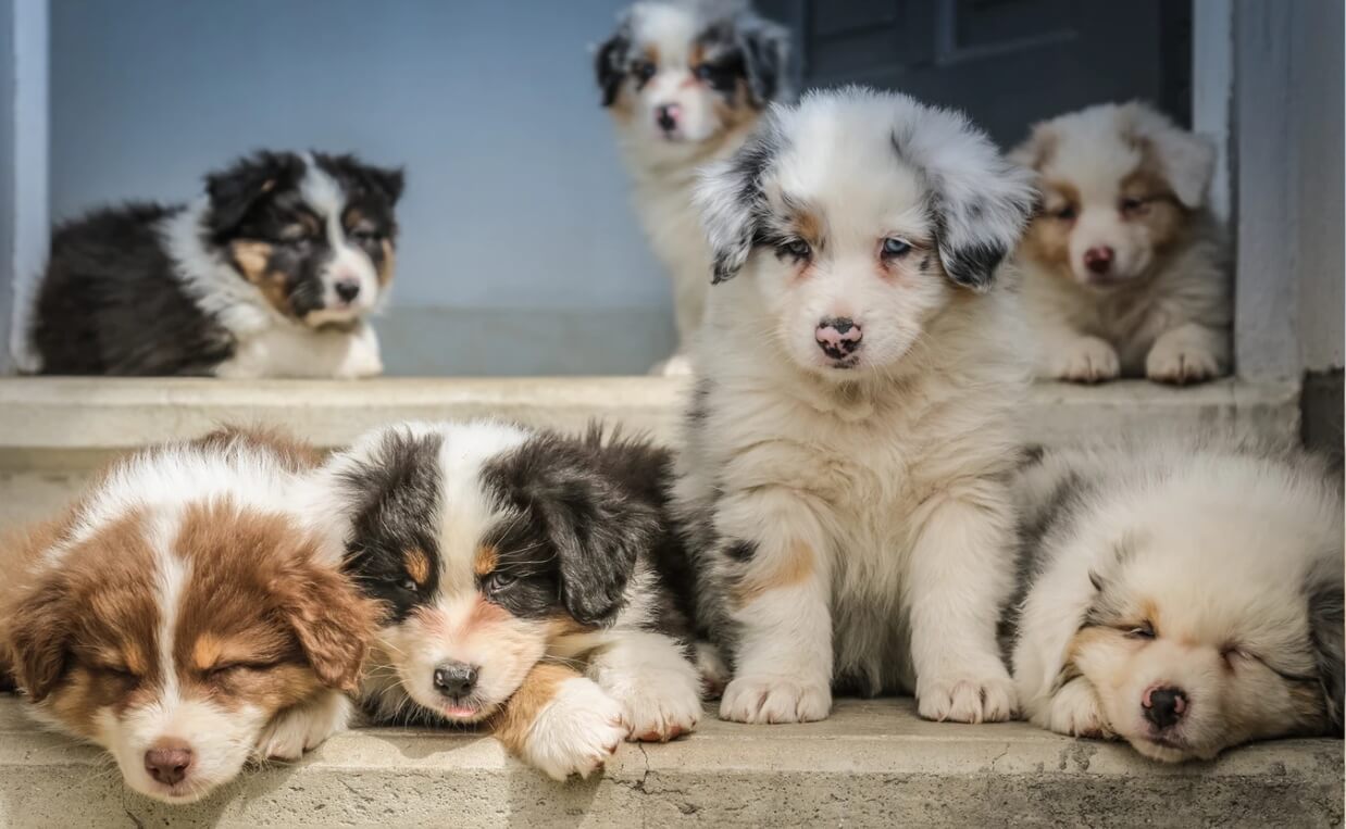 7 Australian shepherd puppies