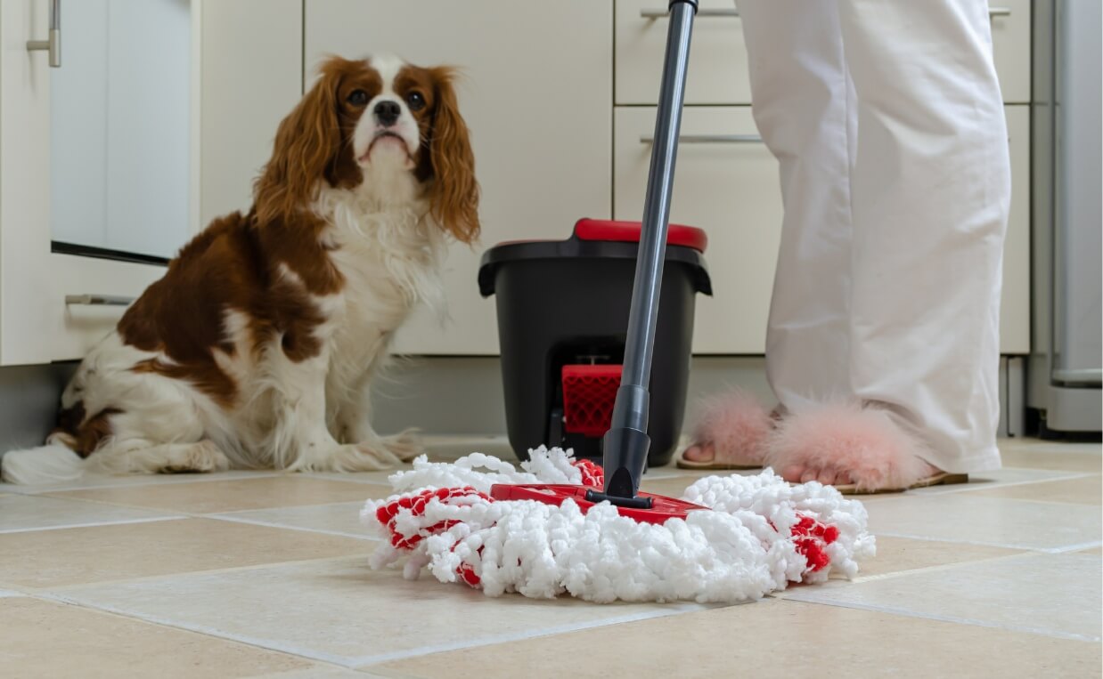 Cavalier Saint Charles Spaniel and woman with dust mop