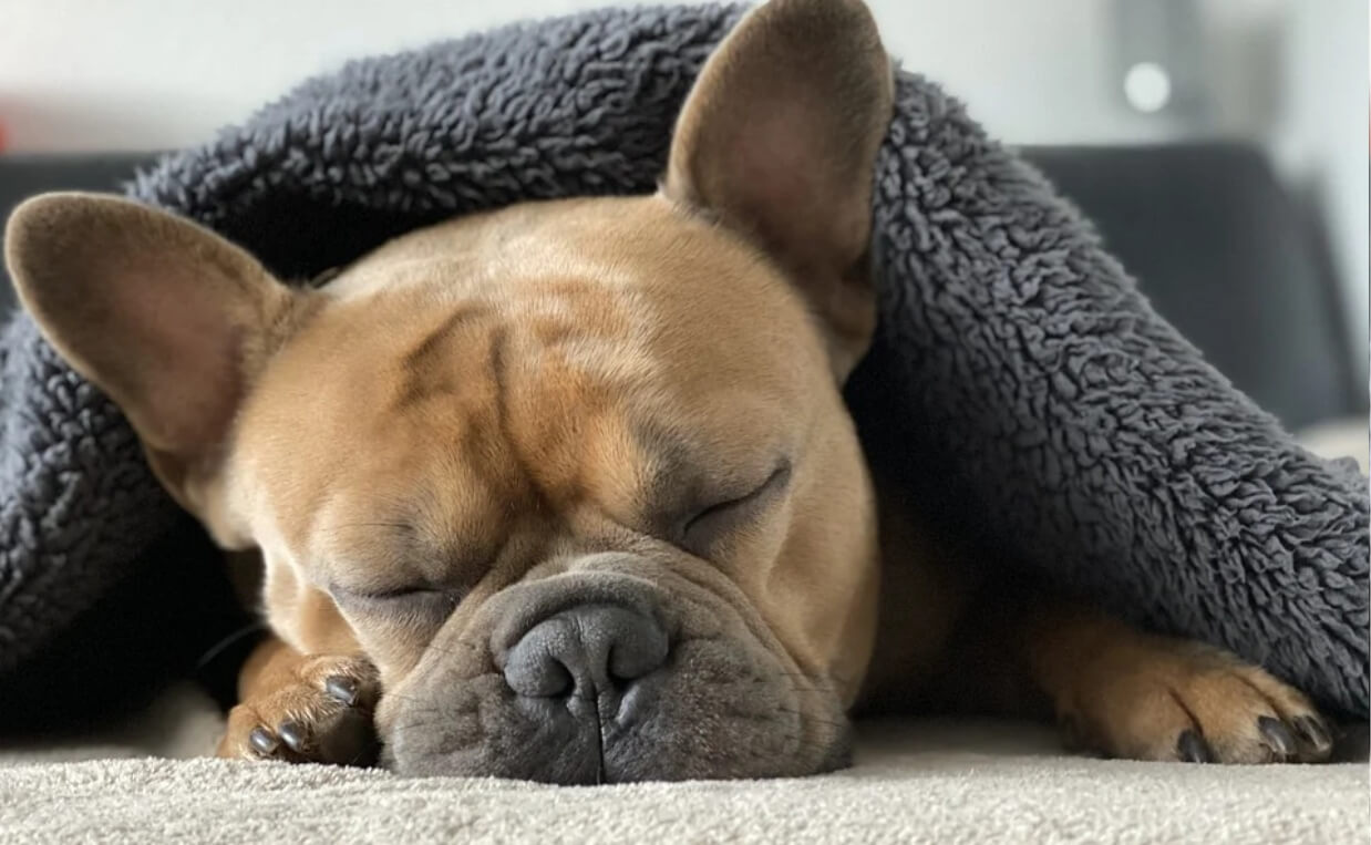 FRENCH BULLDOG SLEEPING ON CARPET WITH BLANKET