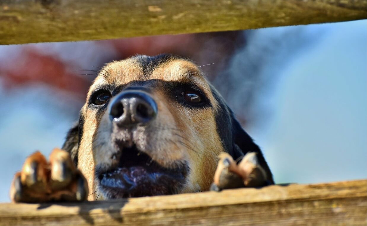 GOOD NEIGHBOR dog peeking through fence posts