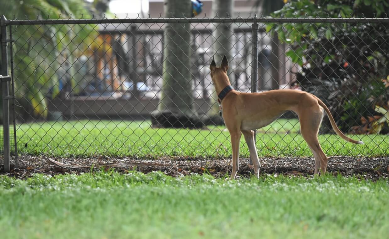 GOOD NEIGHBOR greyhound looking through chain link fence