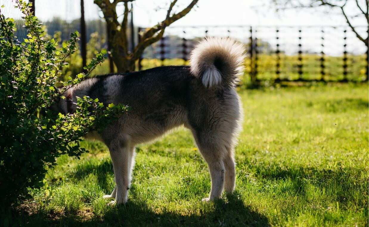 GOOD NEIGHBOR husky dog with head in bush