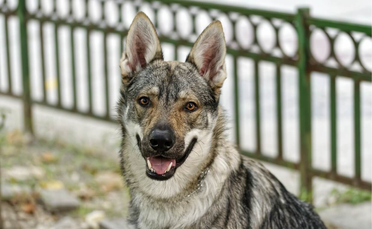 GOOD NEIGHBOR wolf mix dog in yard with fence behind