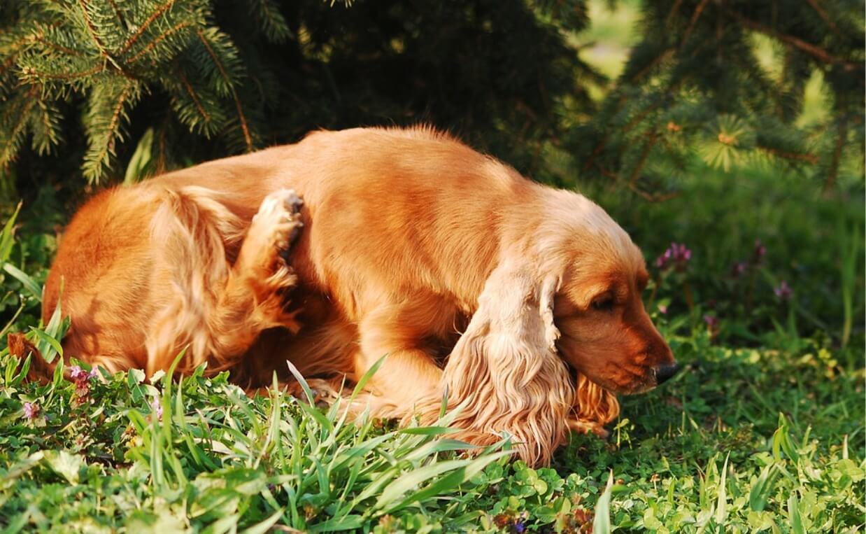 beautiful long eared long hair dog scratching