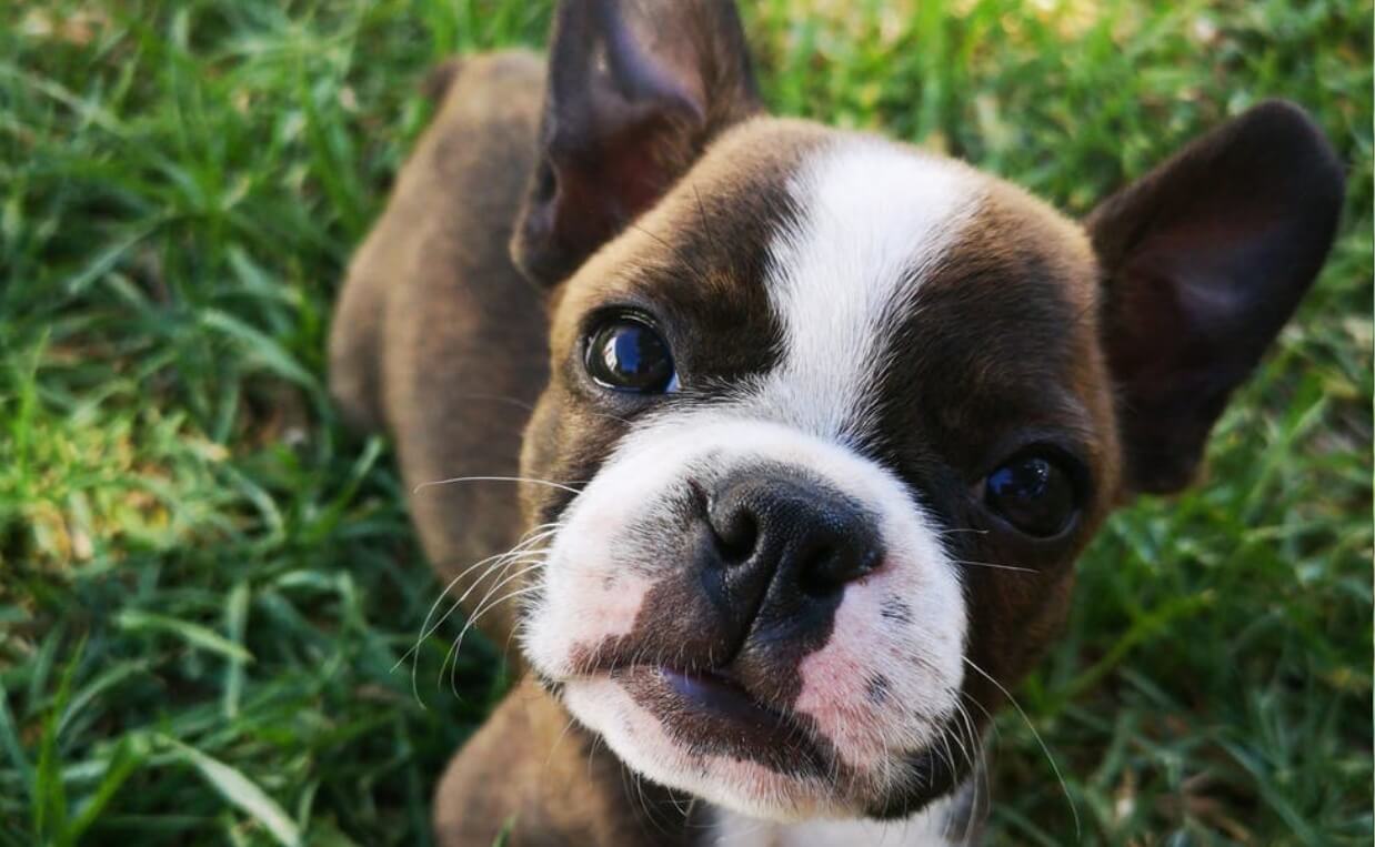 boxer puppy