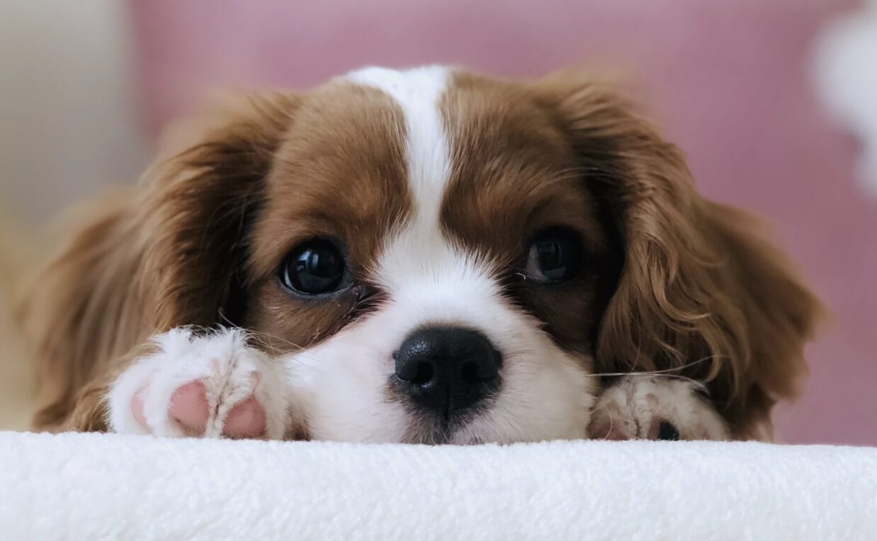 brown and white cocker spaniel puppy