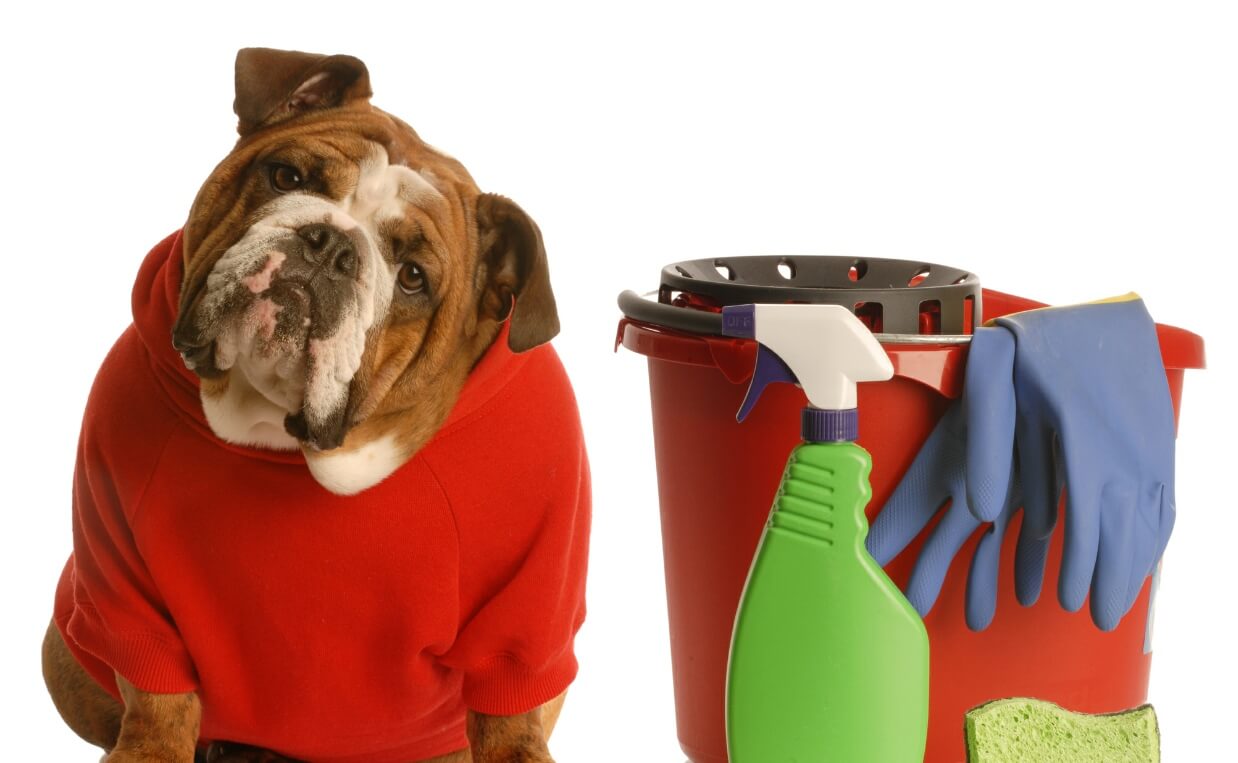 bulldog with cleaning supplies