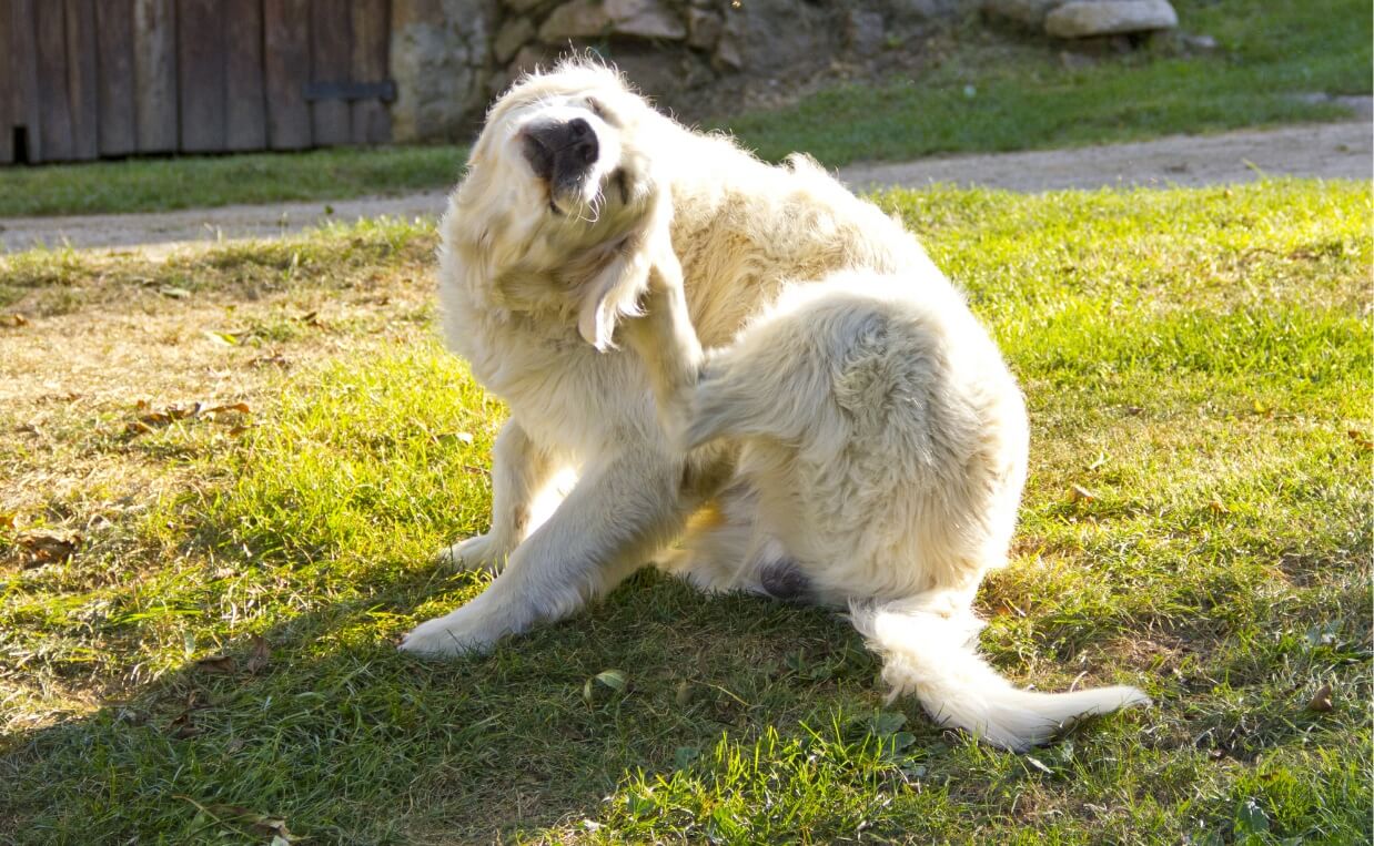 golden retriever scratching