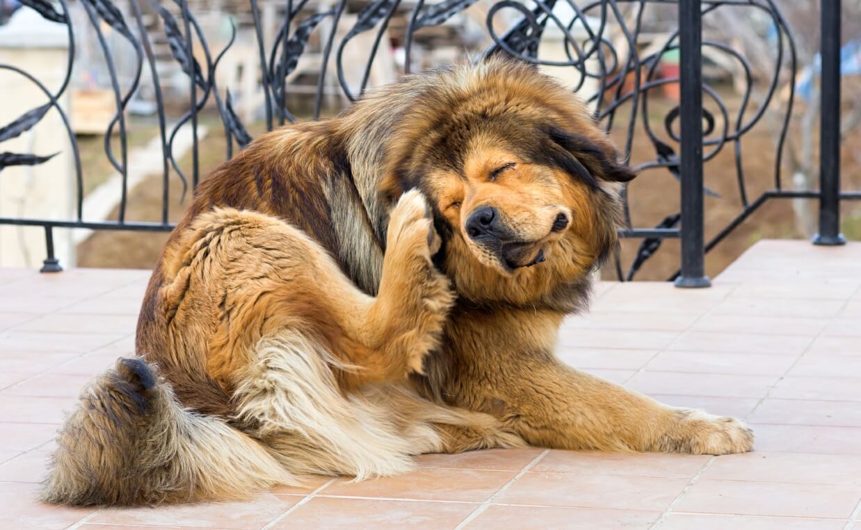 large st bernard dog scratching