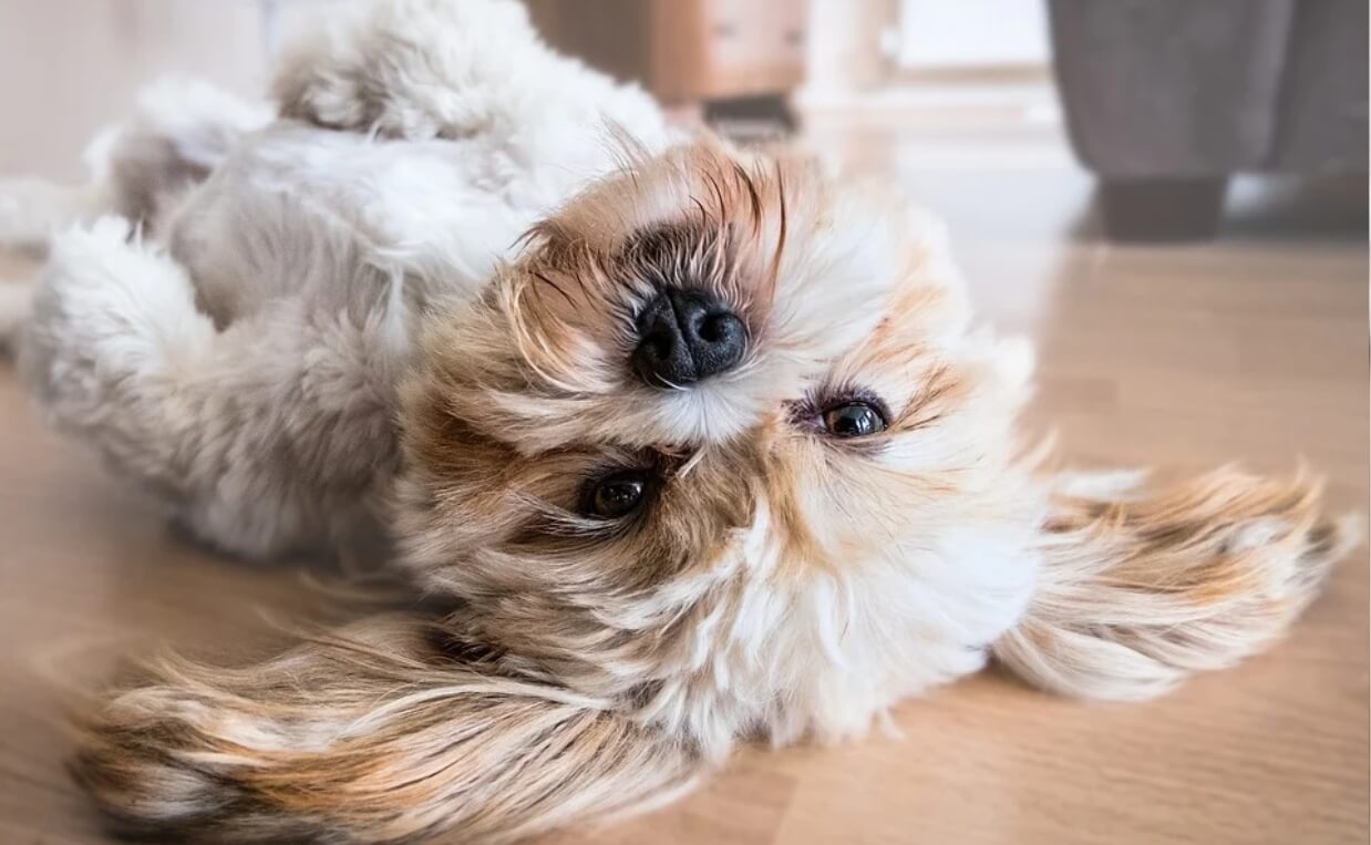 lhaso apso dog rolling on floor