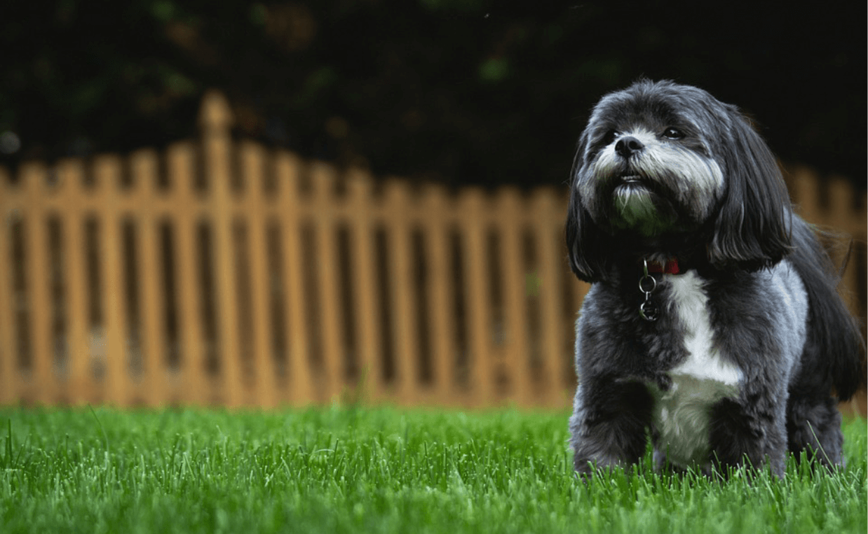 long-haired gray and white dog in backyard with grass and fence behind