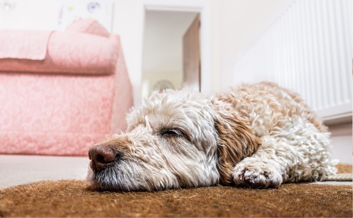 poodle mix dog laying on floor