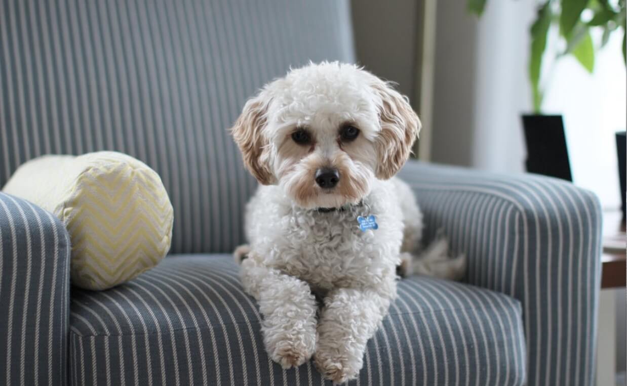 poodle sitting on fabric chair
