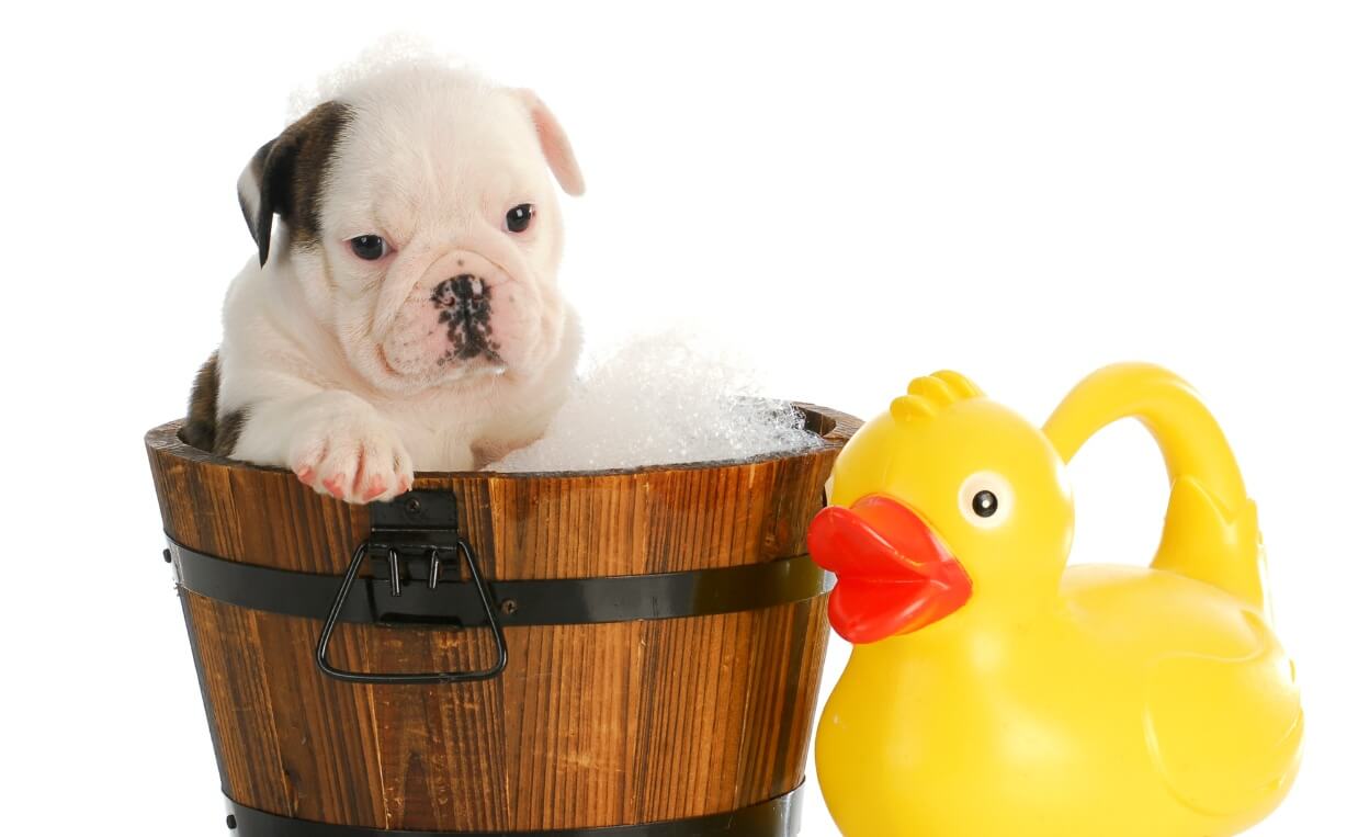 puppy in tub with rubber ducky