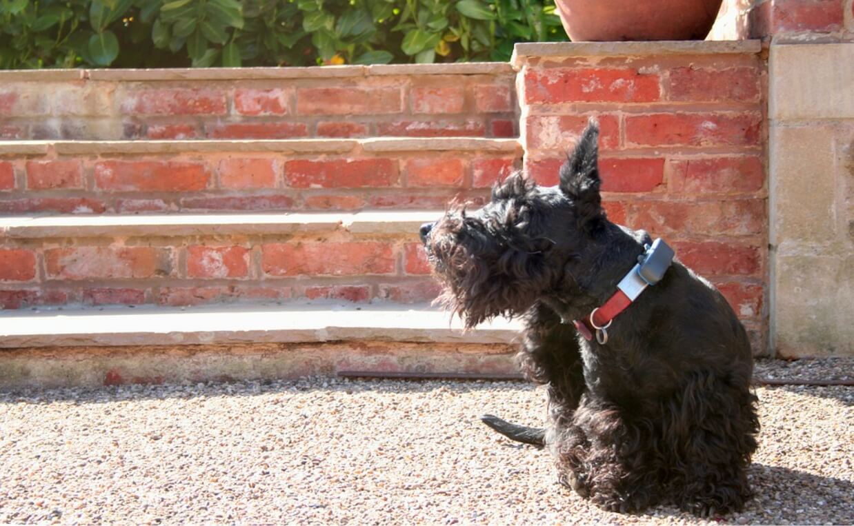 scottish terrier scratching