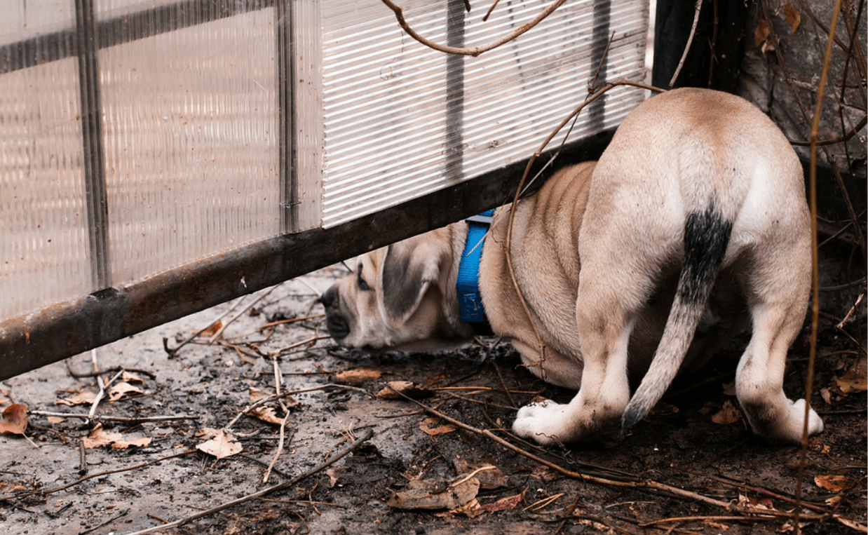 short-haired tan and black dog digging under fence