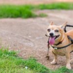 What to Expect When Adopting a Dog With Medical Issues