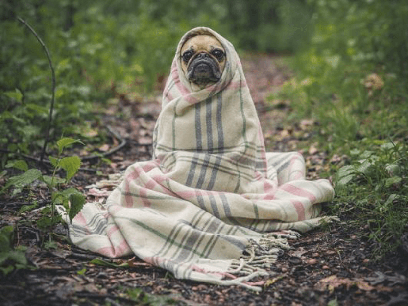 dog in blanket in backyard