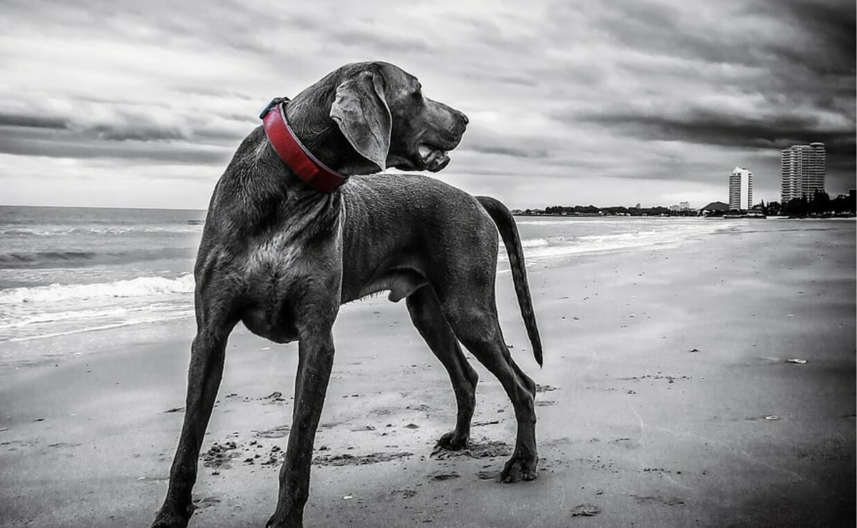 STRAY DOG weimaraner on beach