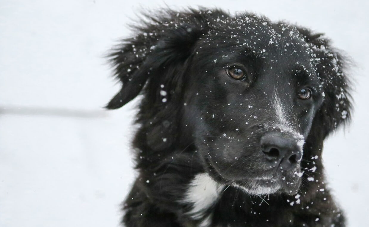 black dog in snow