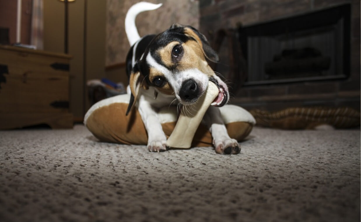 dog chewing on bone