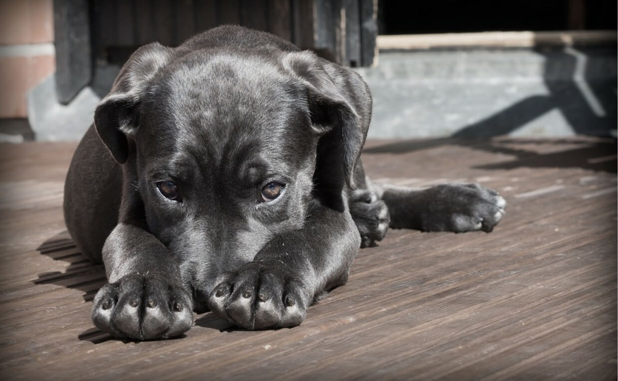 lost gray puppy sad
