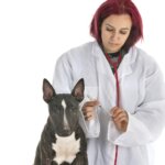Canine Diabetes: Symptoms, Diagnosis and Treatment