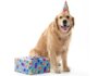 How to Throw Your Dog a Party