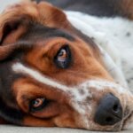 Pancreatitis in Dogs – Symptoms, Causes and Treatment