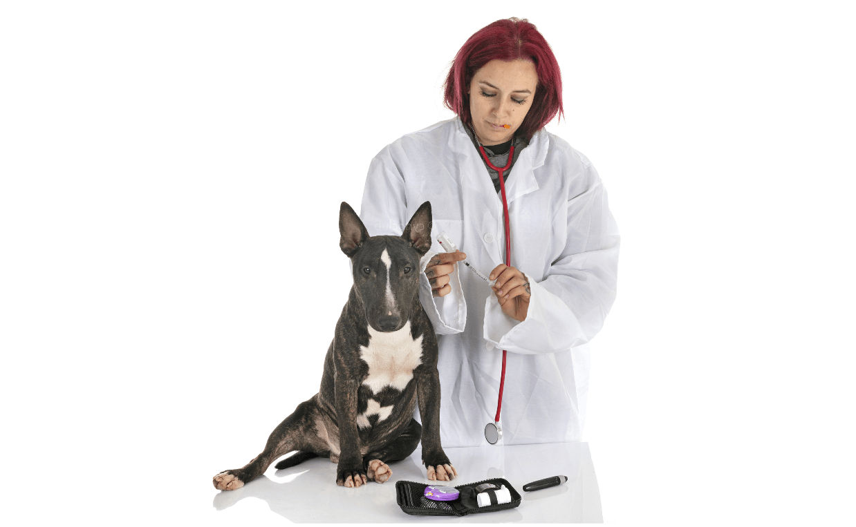 Canine Diabetes: Symptoms, Diagnosis and Treatment