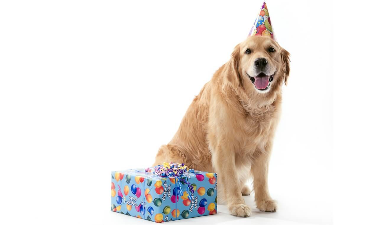 How to Throw Your Dog a Party