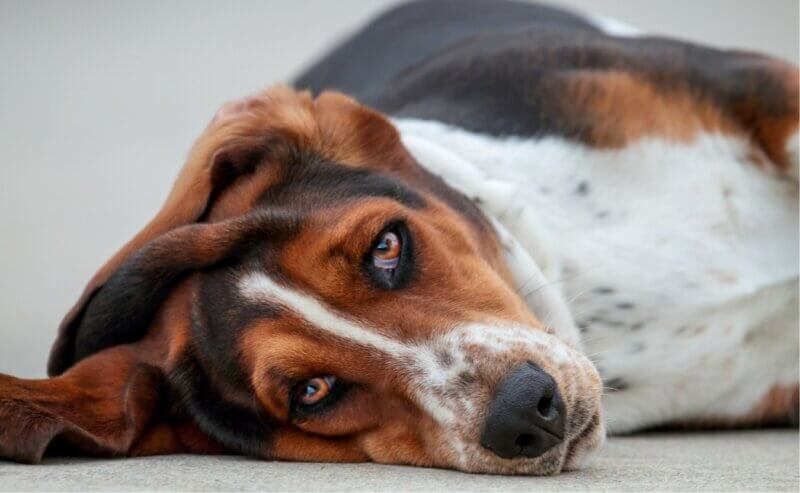 Image showcasing Pancreatitis in Dogs – Symptoms, Causes and Treatment - Canine Campus ...