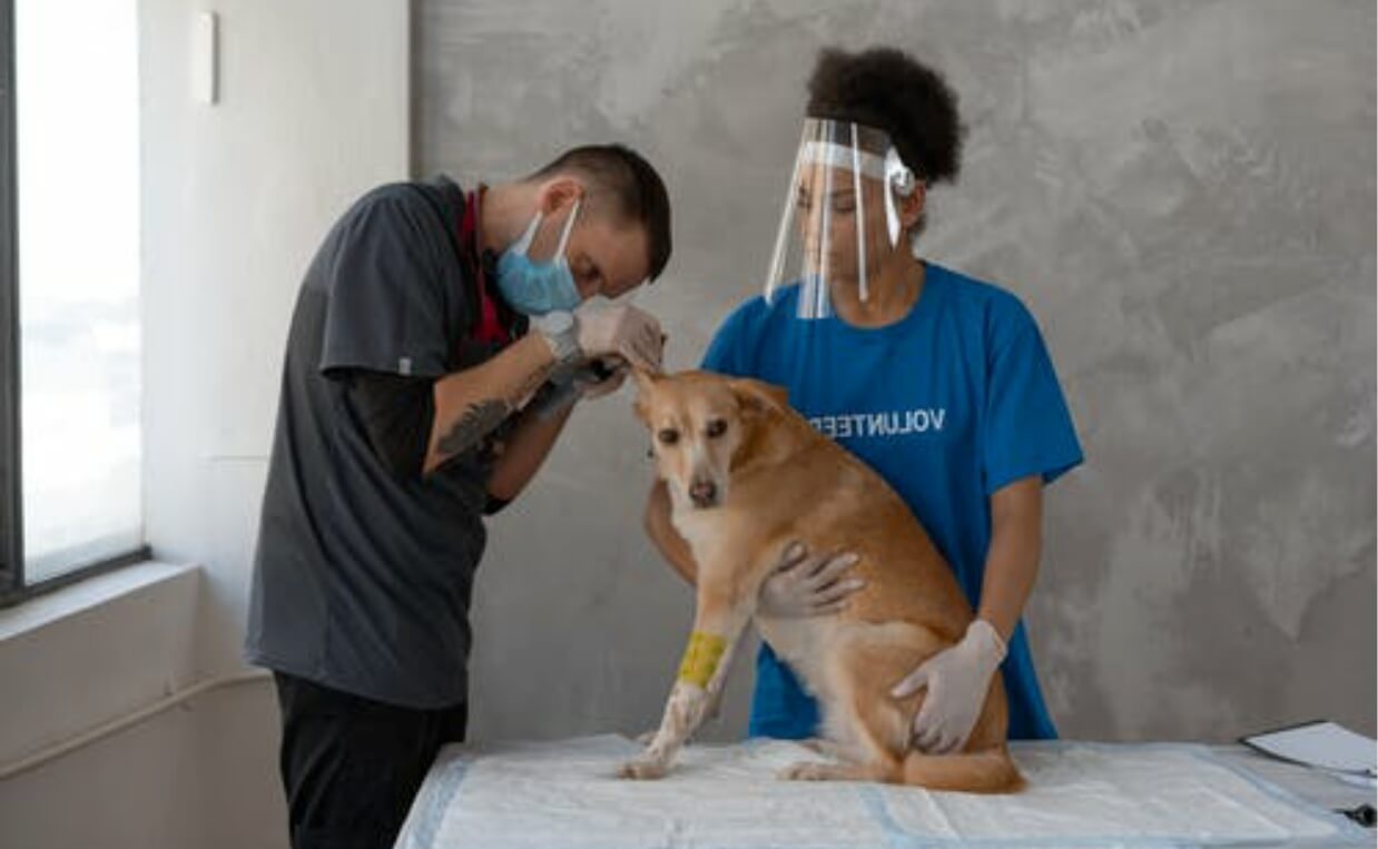 VETERINARIAN AND VET TECH EXAMINING DOG WITH MASKS ON