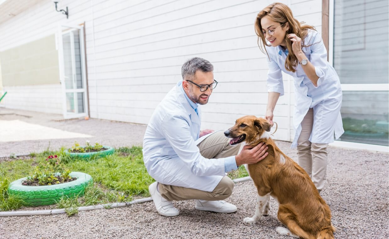 VETERINARIAN EXAMINING DOG OUTSIDE