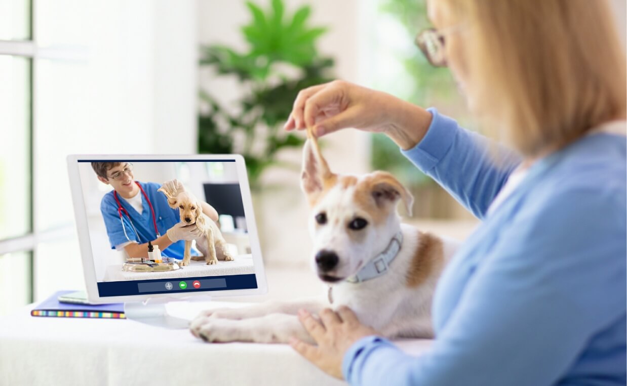 VIDEO CONFERENCE WITH VETERINARIAN ABOUT DOGS EAR PROBLEM