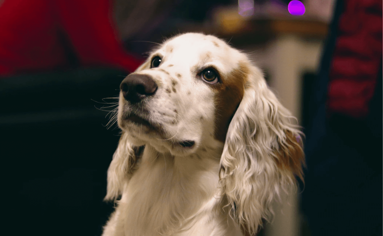 english cocker spaniel pancreatitis