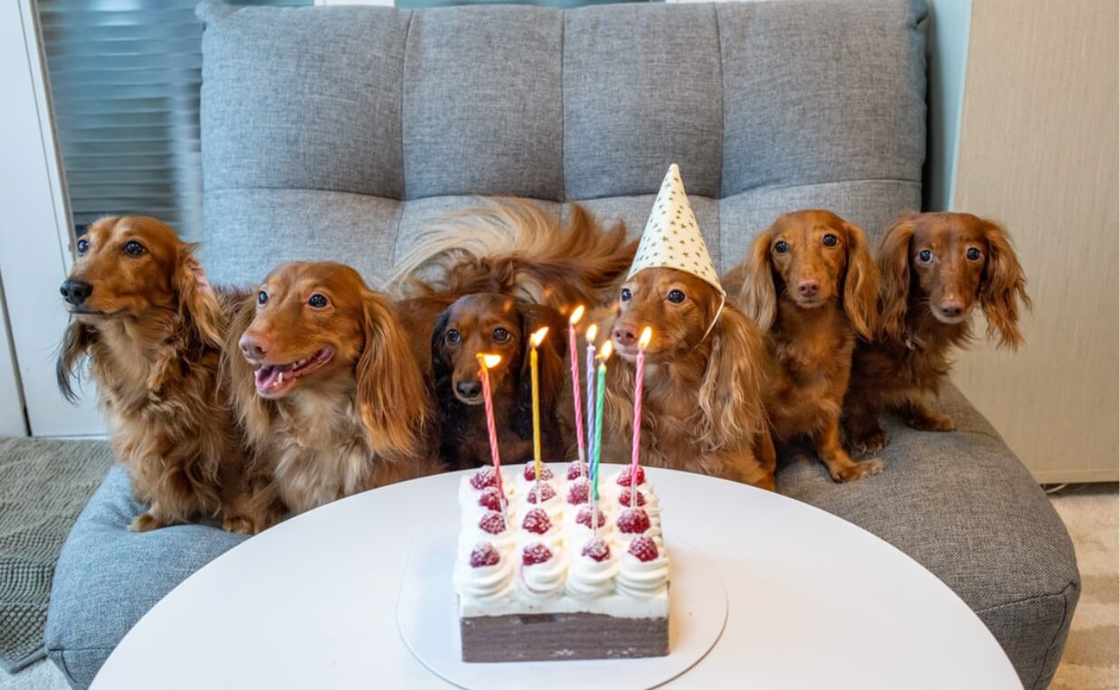 irish setter siblings birthday party