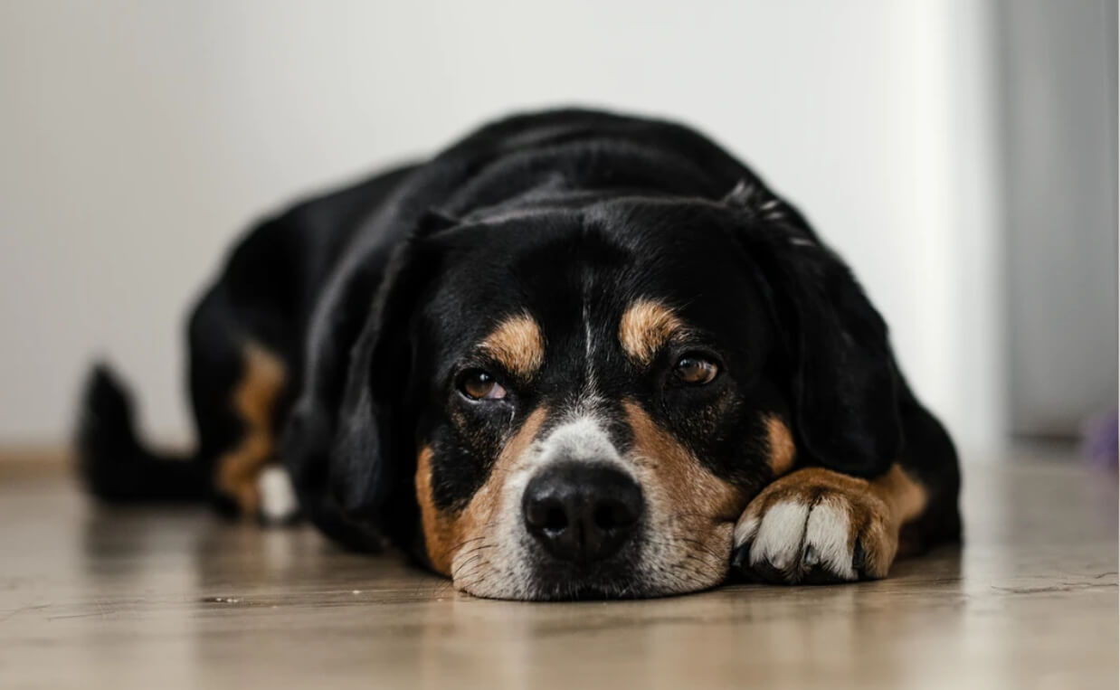 large black dog