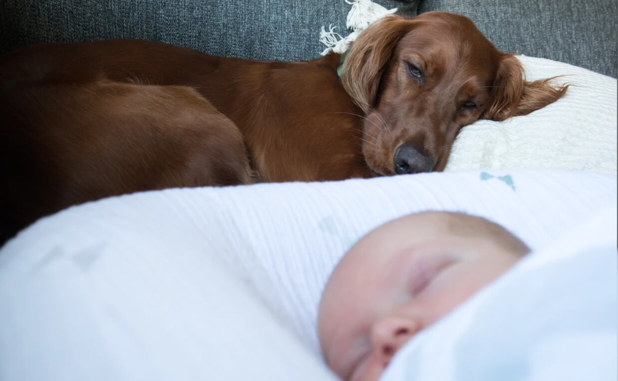 newborn and irish setter