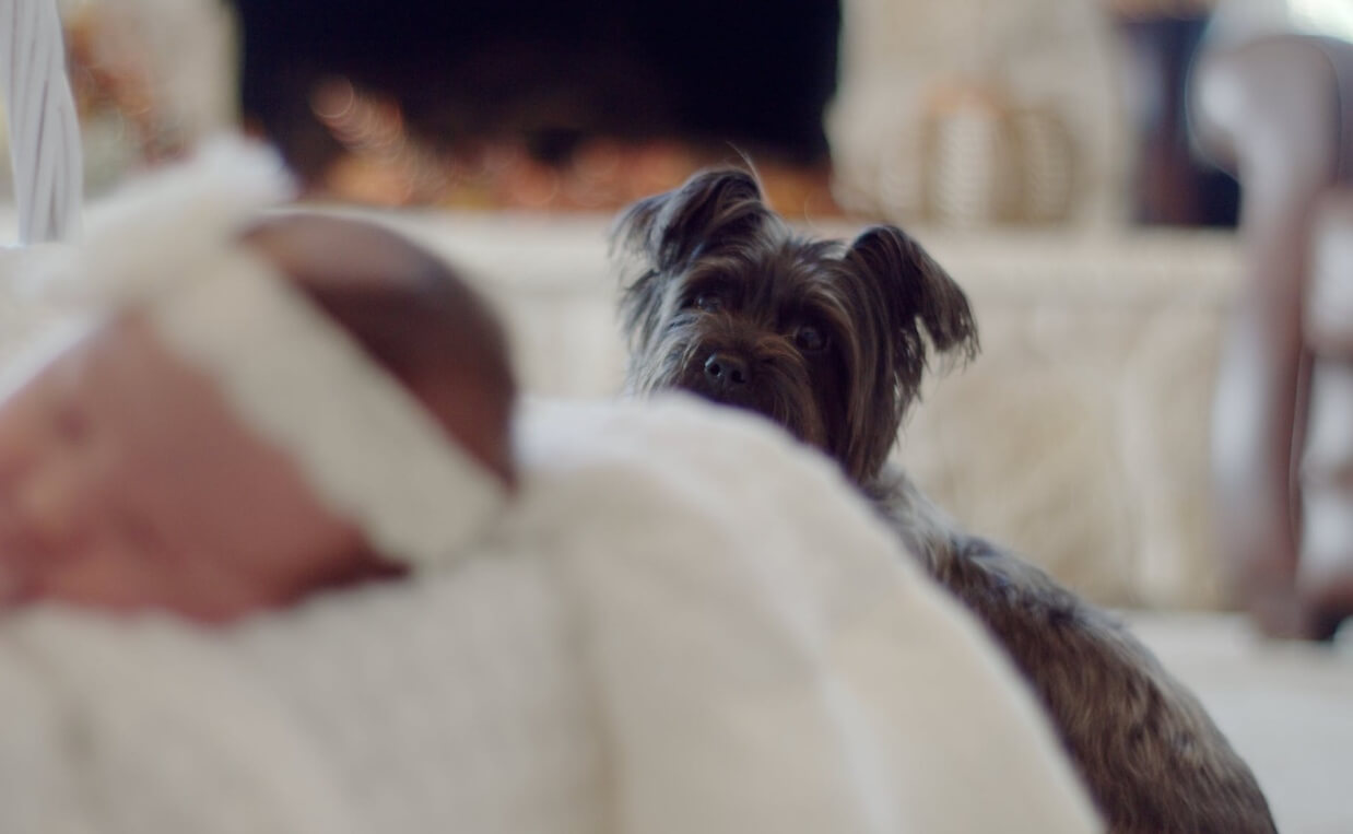 newborn and scottish terrier