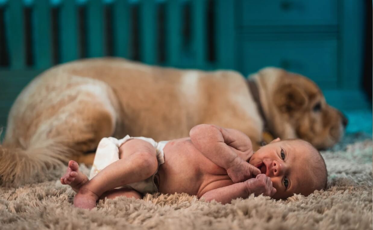 newborn baby with tan dog on soft rug
